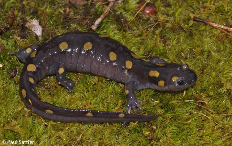 Spotted salamander Spotted Salamander