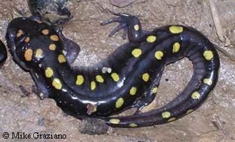 Spotted salamander wwwcaudataorgccimagesspeciesAmbystomaAmacu