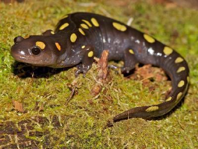 Spotted salamander Southwestern Center for Herpetological Research Amphibians of the