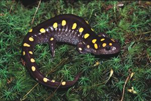 Spotted salamander DNR Spotted Salamander Ambystoma maculatum
