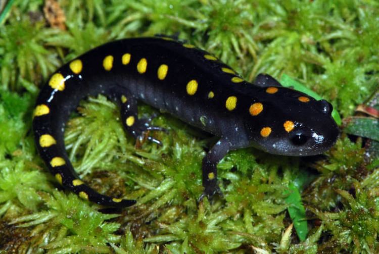 Spotted salamander Spotted Salamander Ambystoma maculatum