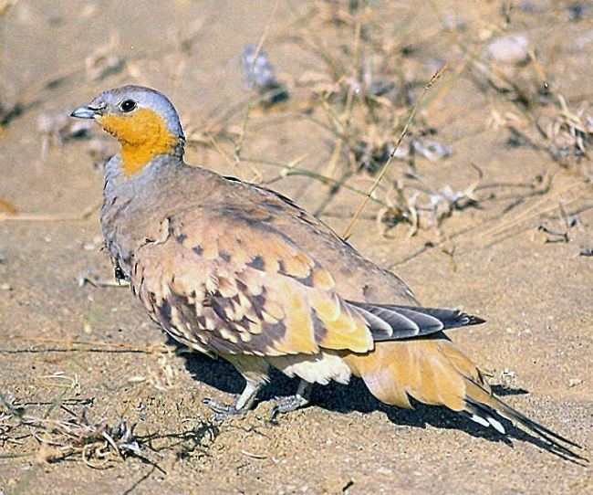 Spotted sandgrouse Oriental Bird Club Image Database Spotted Sandgrouse Pterocles