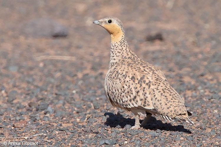 Spotted sandgrouse Spotted Sandgrouse Pterocles senegallus some photos and notes