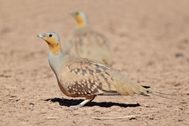 Spotted sandgrouse Spotted sandgrouse
