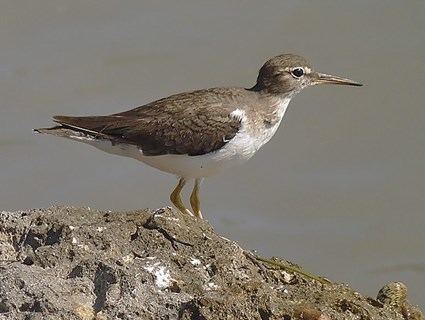 Spotted sandpiper Spotted Sandpiper Identification All About Birds Cornell Lab of