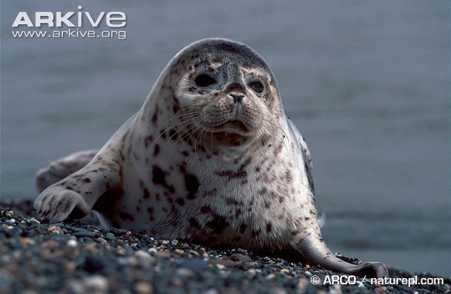 Spotted seal Spotted seal videos photos and facts Phoca largha ARKive