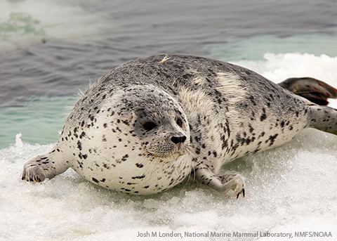 Spotted seal marinebioorguploadmammalsPhocalargha4jpg