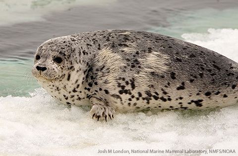 Spotted seal Spotted Seals Phoca largha MarineBioorg