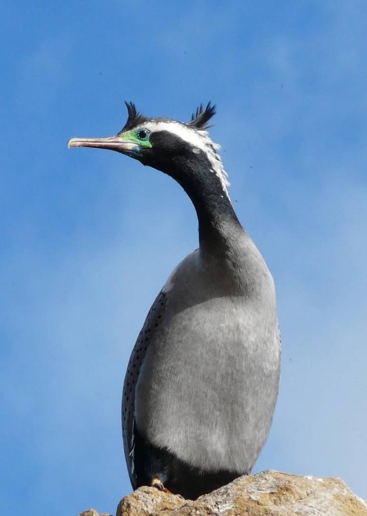 Spotted shag Spotted shag New Zealand Birds Online