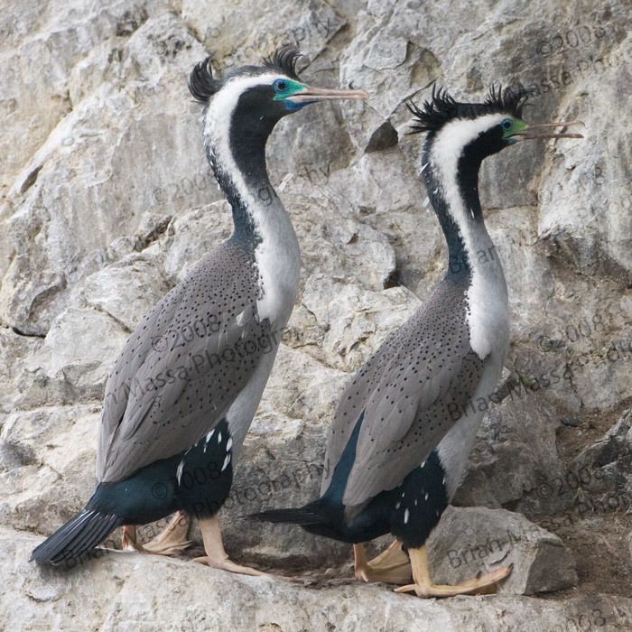 Spotted shag Spotted Shag Gallery by Brian Massa