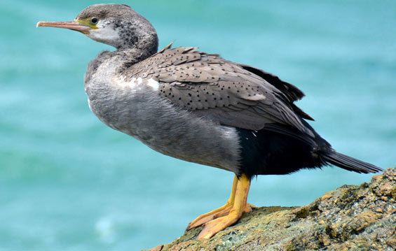 Spotted shag Spotted shagparekareka Native birds