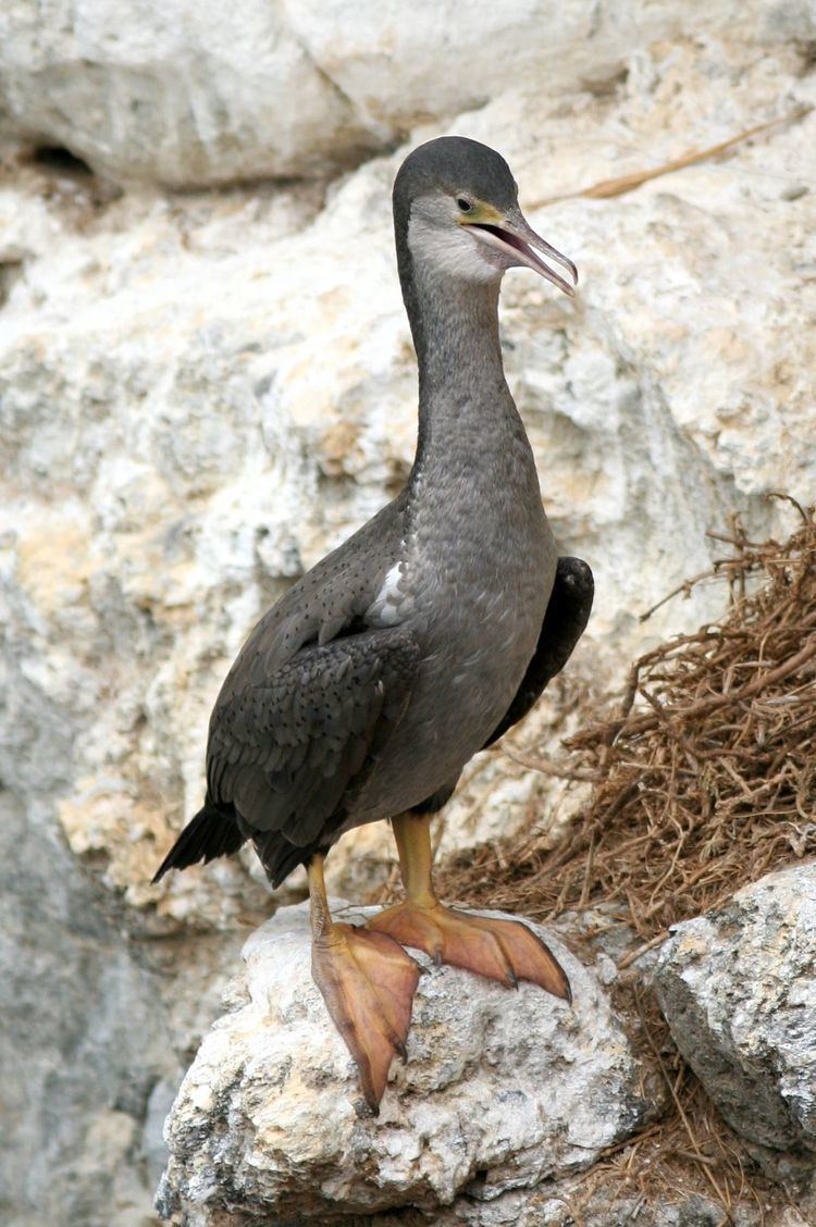 Spotted shag Spotted shag Wikipedia