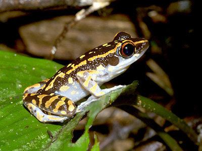 Spotted stream frog Spotted Stream Frog Pulchrana picturata