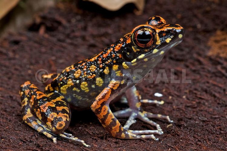 Spotted stream frog REPTILES4ALL Spotted stream frog Hylarana picturata