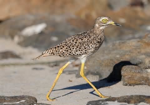 Spotted thick-knee More on Burhinus capensis Spotted Thickknee