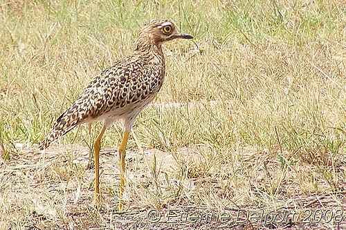 Spotted thick-knee Spotted Thickknee Burhinus capensis Etienne Delport