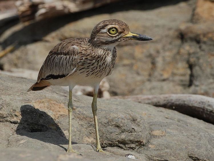 Spotted thick-knee Birds of The World Thickknee