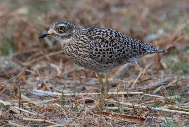 Spotted thick-knee Spotted Thickknee