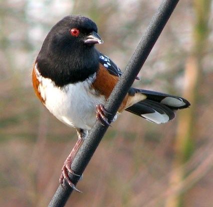 Spotted towhee Spotted Towhee Identification All About Birds Cornell Lab of