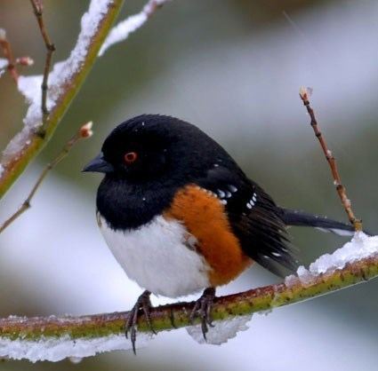Spotted towhee Spotted Towhee Identification All About Birds Cornell Lab of
