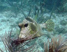 Spotted trunkfish httpsuploadwikimediaorgwikipediacommonsthu