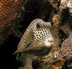Spotted trunkfish Spotted trunkfish Wikipedia