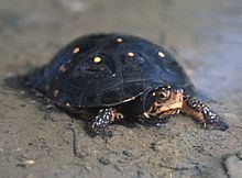Spotted turtle Spotted turtle Wikipedia