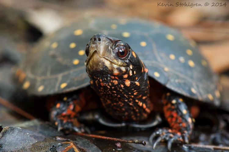 Spotted turtle Levin Spotted Turtles Vermont Public Radio