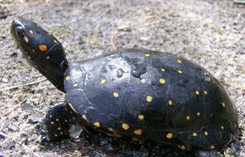 Spotted turtle Spotted Turtle Care Sheet