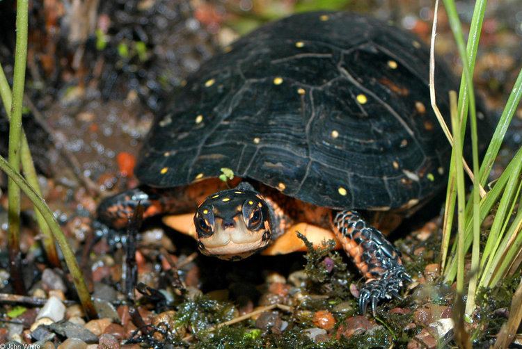 Spotted turtle Spotted Turtle Clemmys guttata