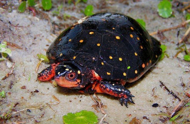 Spotted turtle httpssmediacacheak0pinimgcomoriginals3d