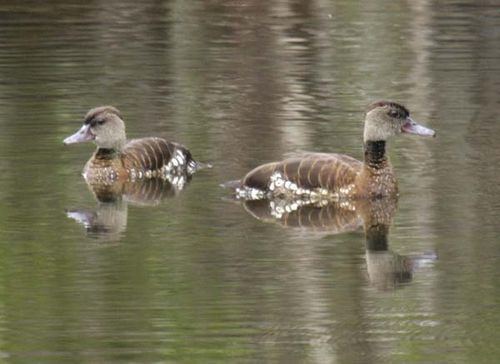 Spotted whistling duck Spotted WhistlingDuck Dendrocygna guttata