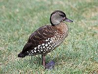 Spotted whistling duck httpsuploadwikimediaorgwikipediacommonsthu