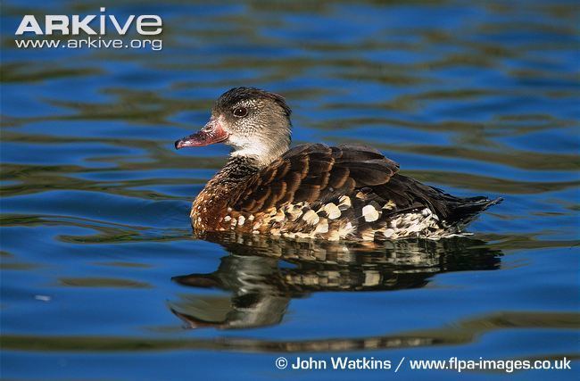 Spotted whistling duck Spotted whistlingduck videos photos and facts Dendrocygna