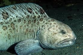 Spotted wolffish Riverview Science Monica Yolich