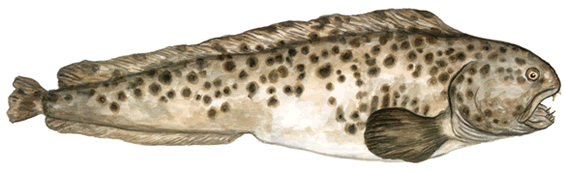 Spotted wolffish Species at Risk Public Registry COSEWIC Assessment and Status