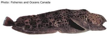 Spotted wolffish Species Profile Spotted Wolffish Species at Risk Public Registry