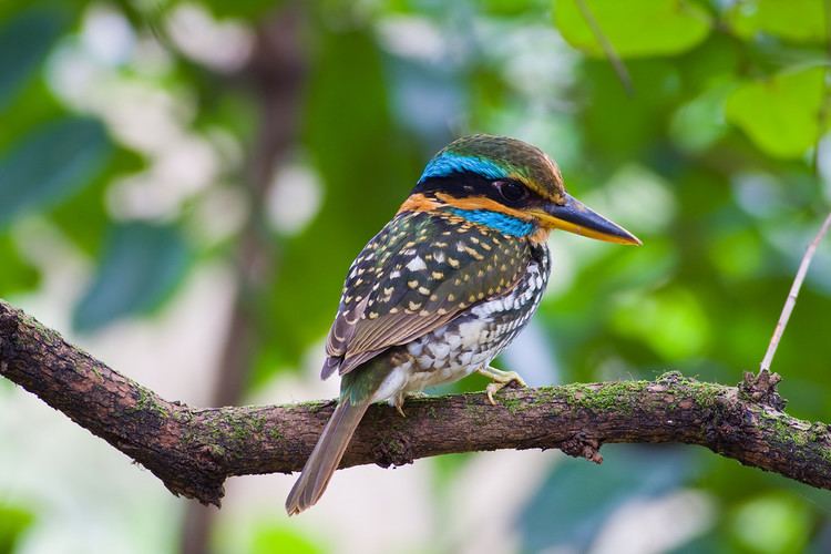 Spotted wood kingfisher Spotted WoodKingfisher FULL FRAME Yahooo Philippine Bird