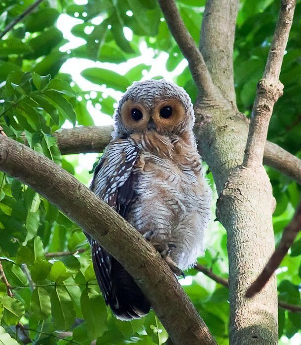 Spotted wood owl Spotted Woodowl Strix seloputo videos photos and sound