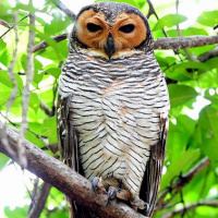 Spotted wood owl wwwowlpagescomowlsspeciesimagesspottedwood
