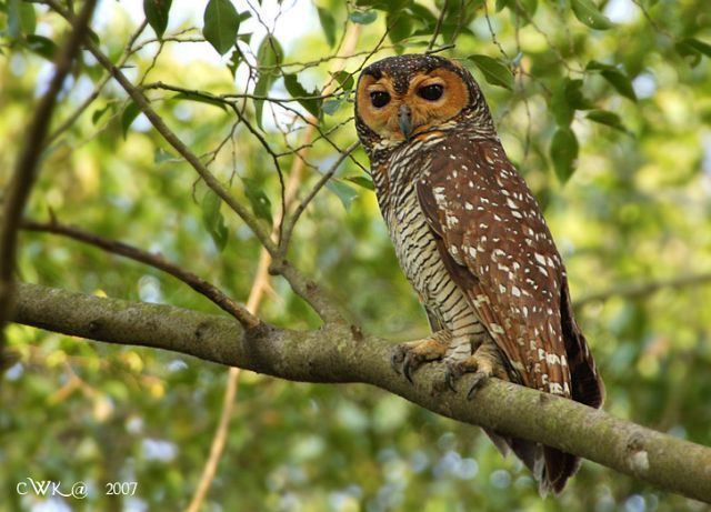 Spotted wood owl Oriental Bird Club Image Database Spotted Wood Owl Strix seloputo