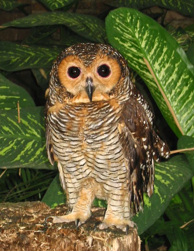 Spotted wood owl Spotted Wood Owl Strix seloputo Information Pictures Sounds