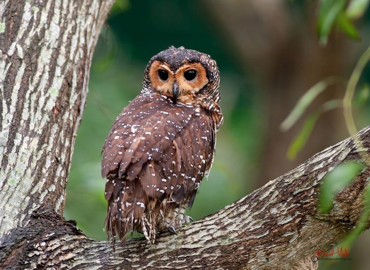 Spotted wood owl SOUTH EAST ASIA BIRDS Malaysia birds paradise The Spotted Wood