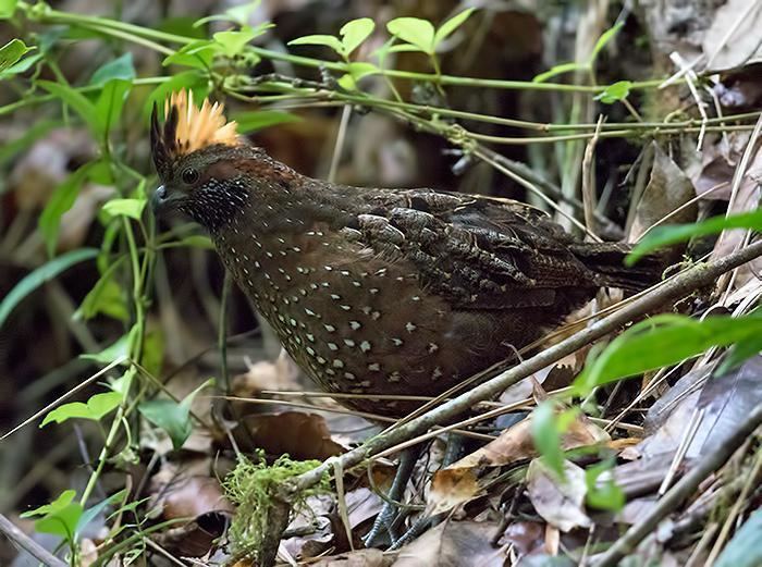 Spotted wood quail Spotted Woodquail Odontophorus guttatus videos photos and sound