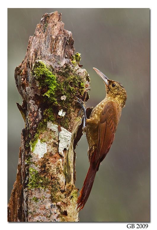 Spotted woodcreeper SPOTTED WOODCREEPER