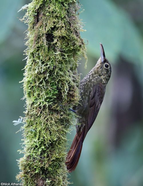 Spotted woodcreeper antpittacom Photo Gallery Woodcreepers