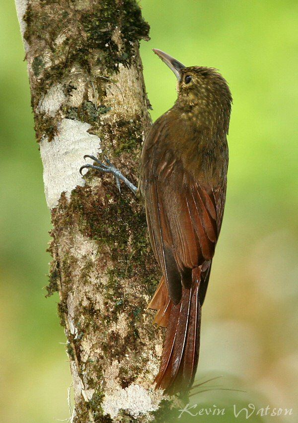 Spotted woodcreeper Spotted Woodcreeper Ecuador birds Pinterest Ecuador