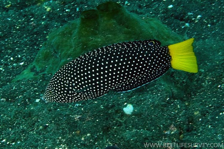Spotted wrasse Anampses meleagrides