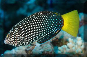 Spotted wrasse Anampses
