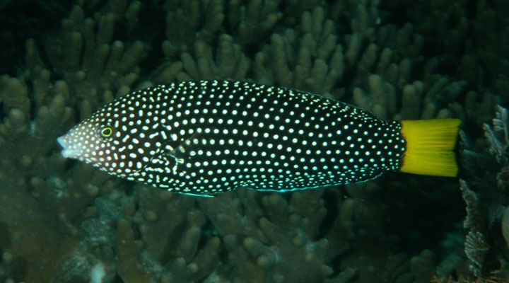 Spotted wrasse Anampses meleagrides Picture FishWise Pro